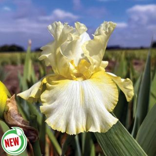 Total Recall Iris Thumbnail